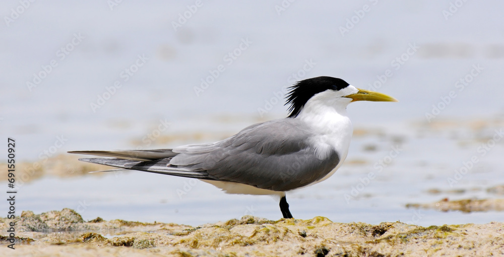 Greater crested tern // Eilseeschwalbe (Thalasseus bergii) - New Caledonia Greater crested tern // Eilseeschwalbe (Thalasseus bergii) - New Caledonia