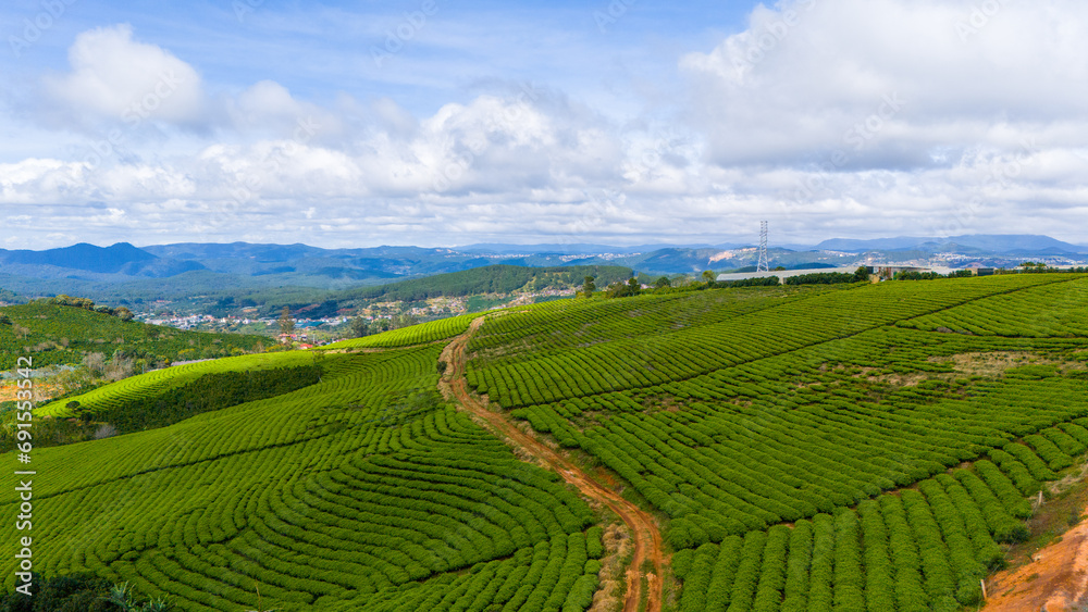 Obraz premium Beautiful landscape in the morning at Cau Dat, Da Lat city, Lam Dong province. Wind power on tea hill, morning scenery on the hillside of tea planted