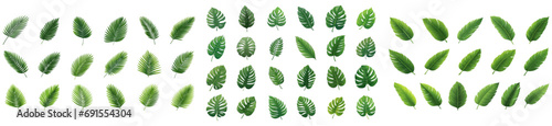 mega set of green tropical leaves. monstera, palm, banana leaves. isolated on a transparent background.