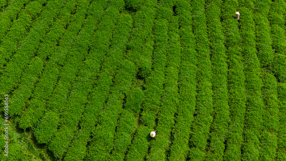 View of workers in a green field harvesting the tea crops at Cau Dat, Da Lat city, Lam Dong province