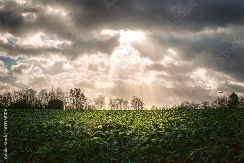 Feld mit Feldfrüchten unter einem düsteren Himmel mit Wolken 
