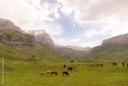 Kusar region. Azerbaijan. 05.17.2021. Herd of cows in the mountains.