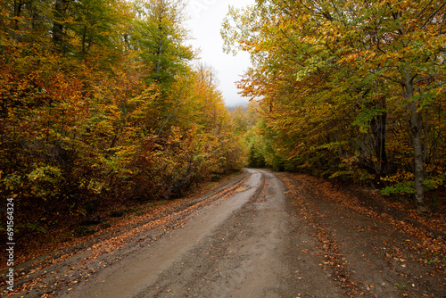 Autumn forest road. View of autumn forest road with fallen leaves Fall season scenery.