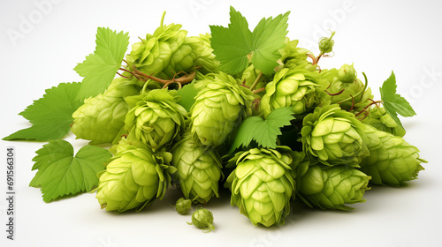 green hops on the white background photo