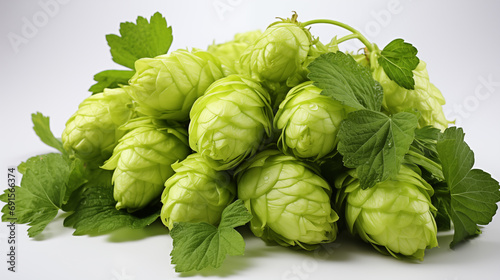green hops on the white background