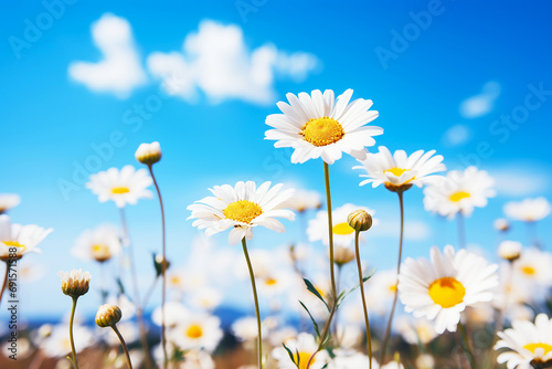 Daisy flower in field with blue sky © Inlovehem