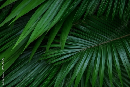 Green natural palm leaf background pattern © Inlovehem