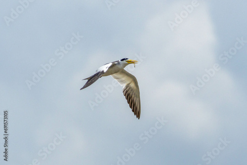 The flight of the Large-billed Tern also know as Trinta-reis. Species Phaetusa simplex. Animal life. Birdwatcher. Amazon region.