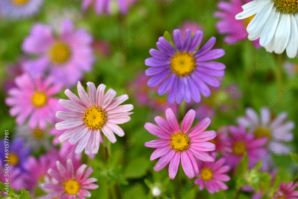 A carpet of multicolored flowers. Pale pink cosmea flowers on a flower bed. Lots of beautiful flowers.
