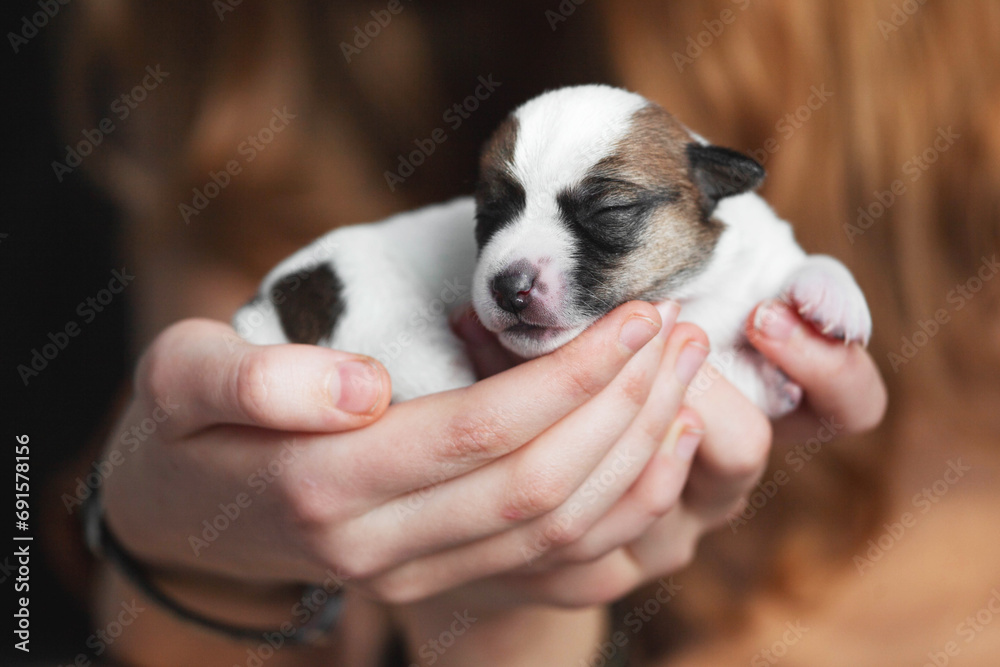 Child holds newborn Puppy in her arms Child holds newborn Puppy in her arms