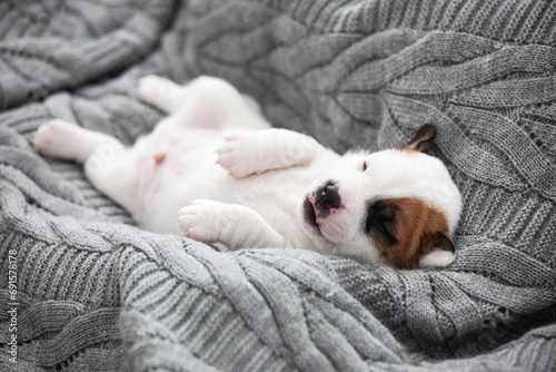 Newborn Puppy is lying on gray blanket