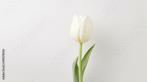 A white tulip on a white background