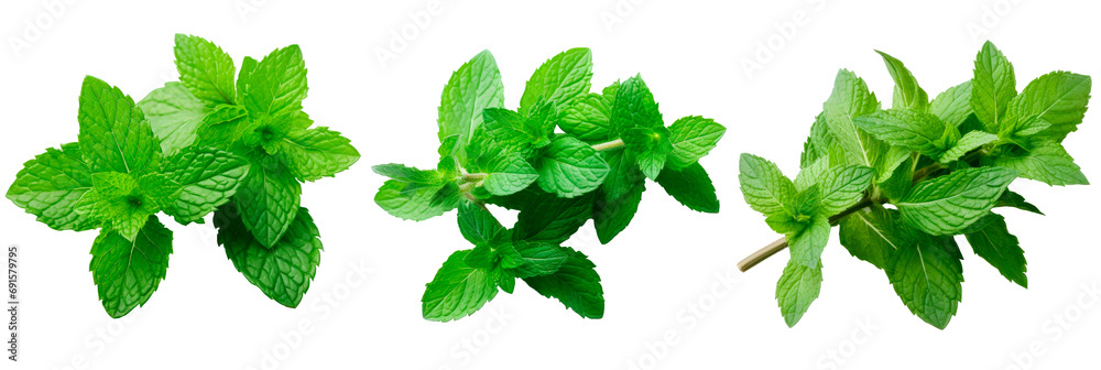 Set of mint isolated on transparent background Set of mint isolated on transparent background