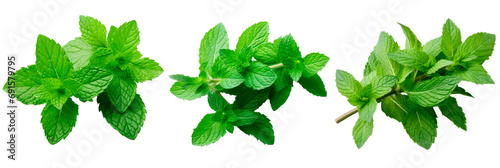 Set of mint isolated on transparent background photo