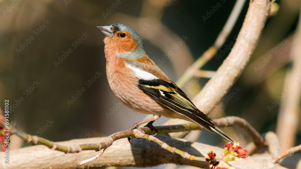 robin on a branch