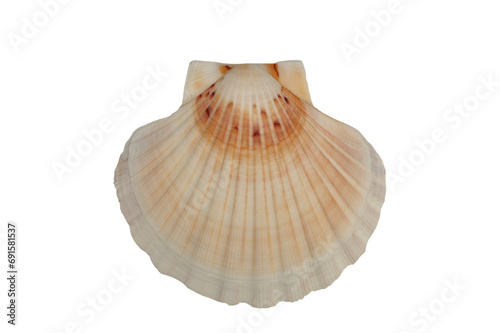 sea shell isolated on white background