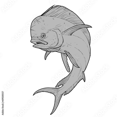 Mahi mahi or dolphin fish on white Sketch line art doodle. photo