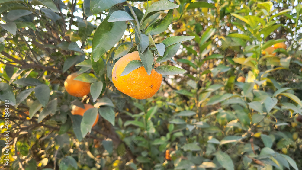 Orange tree with fruits