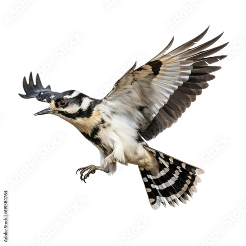 a Downy woodpecker flying in motion  in a side view  isolated and transparent PNG in a Nature-themed  photorealistic illustration. generative ai