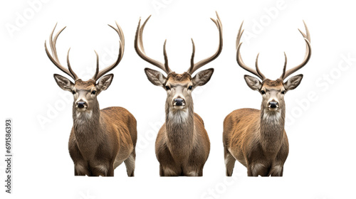 three Whitetail bucks with antlers, standing, front view, PNG, in a Wildlife-themed, isolated, and transparent photorealistic illustration. Generative ai