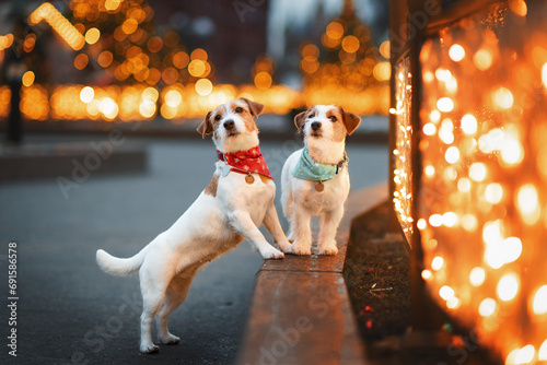 two Jack Russell dogs for a walk against the backdrop of streets decorated for Christmas