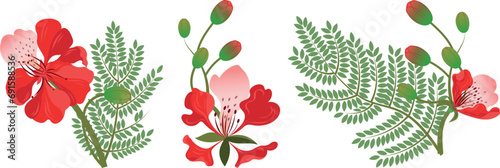 Set of royal gulmohar flowers.Peacock flowers. Flamboyant arvore. Isolated on a white background.Vector illustration. photo