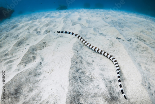 Sea snake on sea sandy bottom in tropical ocean