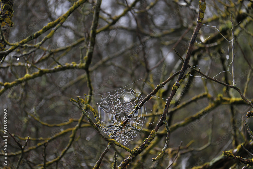 Obraz premium Cobweb in Gloomy Forest