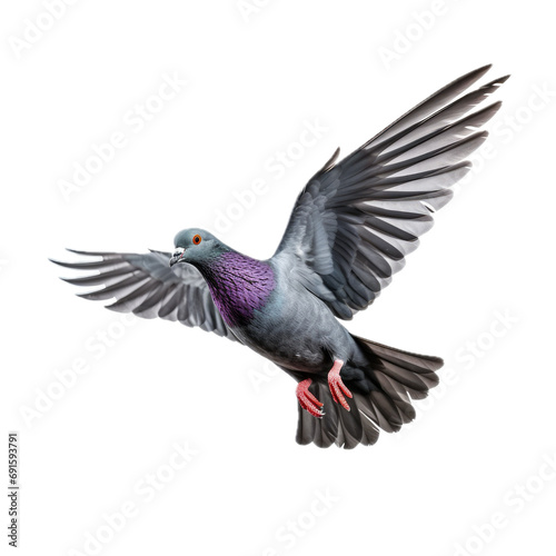 a common Pigeon flying, full body, 3/4 view in a PNG,  isolated and transparent, Nature-themed, photorealistic illustration. Generative ai © Purple Penguin GFX