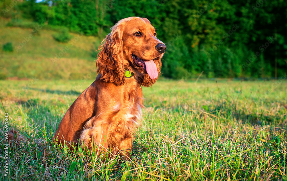 A red cocker spaniel dog sits sideways on a green lawn. The dog is looking straight at the sunset. Hunter. The photo is blurred.