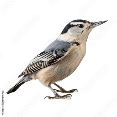 White-breasted Nuthatch standing in a side view, isolated and transparent PNG in a Nature-themed, photorealistic illustration. Generative ai