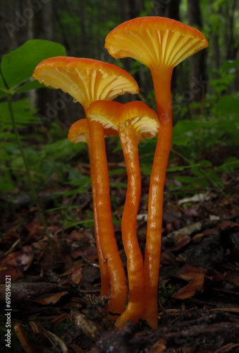 Hygrocybe cantharellus photo