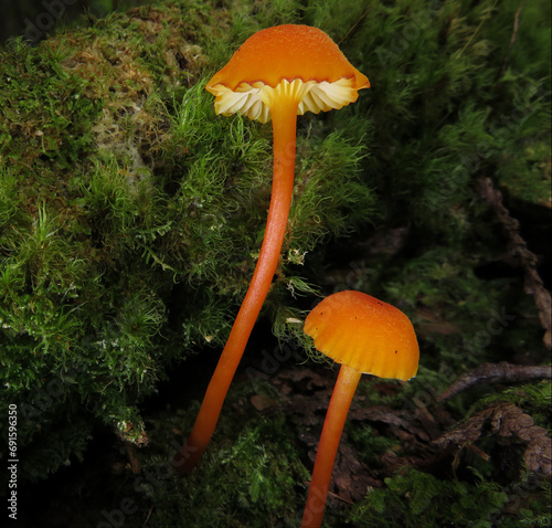 Hygrocybe cantharellus photo