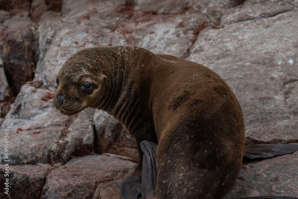Fototapeta premium Portrait of sea lion in Isla Ballestas, Peru