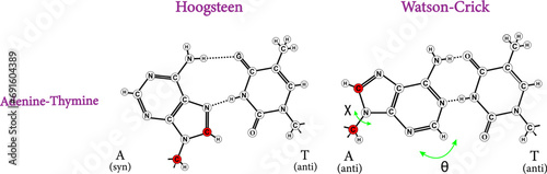 Comparison of Hoogsteen to Watson–Crick base pairs.Vector illustration.