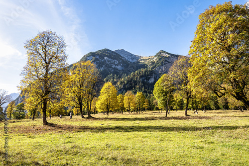 maple trees at Ahornboden  Karwendel mountains  Tyrol  Austria