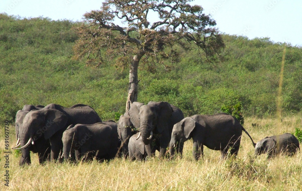 Fototapeta premium elephants in the savannah