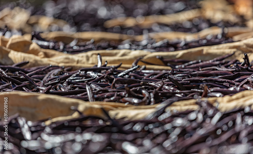 Vanille de Tahiti, Vanilla tahitensis