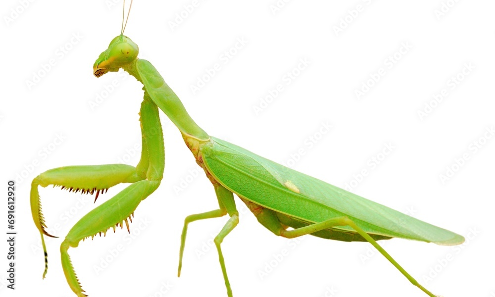 Closeup of Praying mantis isolated on white background Closeup of Praying mantis isolated on white background