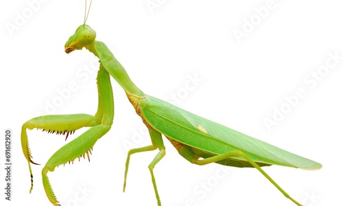 Closeup of Praying mantis isolated on white background © Motion Pics