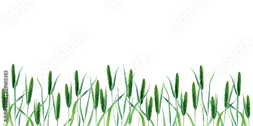 Banner, border with Timothy grass or cat tail grass. Hand drawn botanical watercolor illustration isolated on white background. For clip art cards label package