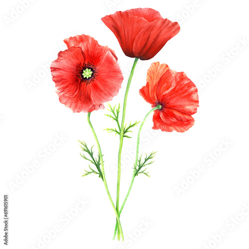 Composition with red flowering plant Poppy. Hand drawn botanical watercolor illustration isolated on white background. For clip art cards label package invitation