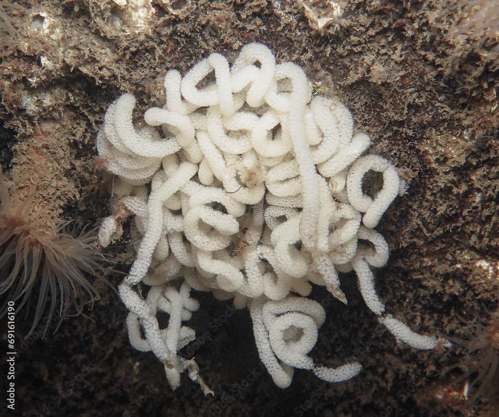 Φωτογραφία Nudibranch eggs on a rock
