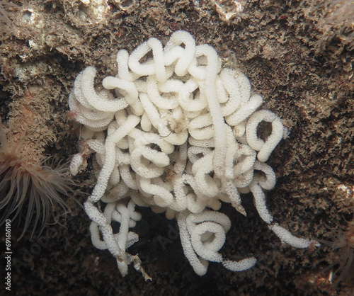 Fényképezés Nudibranch eggs on a rock