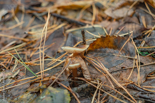 mushrooms in the autumn forest