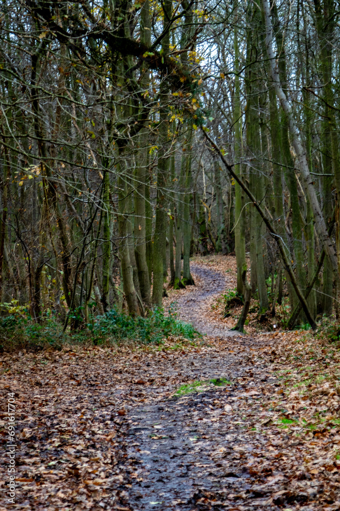Autumn in the woods, Image shows a footpath in Wrabness woods in December with all the yellow and orange leaves on the floor and trees without leaves