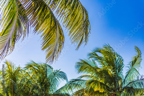 tropical photo