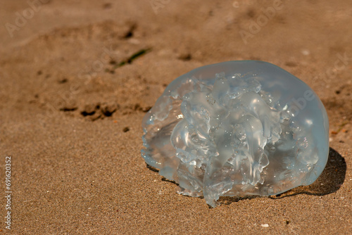 sick jellyfish lies on a sandy beach