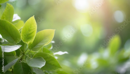 Nature of green leaf in garden at summer. Natural green leaves plants using as spring background