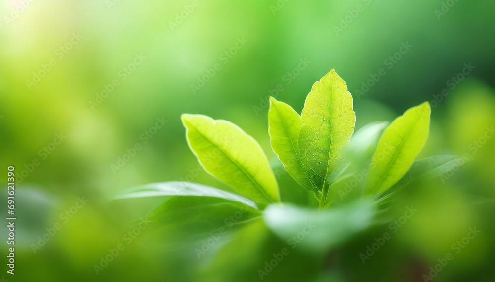 Nature of green leaf in garden at summer. Natural green leaves plants using as spring background Nature of green leaf in garden at summer. Natural green leaves plants using as spring background
